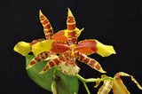 Rssgls. Rawdon Jester 'Great Bee' - Orchid Design