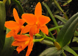 Rhyncattleanthe Young-Min Orange– Floriferous! - Orchid Design