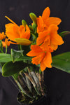 Rhyncattleanthe Young-Min Gold 'Golden Boy' – Vibrant Floriferous! - Orchid Design