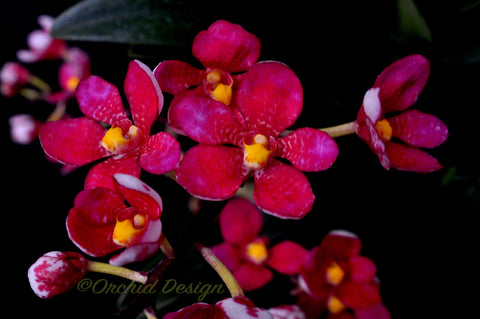 Sarcochilus Cherie ('Trixie' x 'Siren') – Very nice Red - Orchid Design