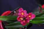 Sarcochilus (Neon Glow xCherie 'Siren') – Rosy Red - Orchid Design