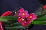 Sarcochilus (Neon Glow xCherie 'Siren') – Rosy Red - Orchid Design