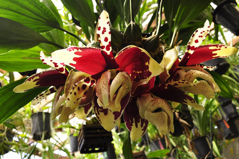 Stanhopea tigrina nigroviolacea 'The Predator' FCC/AOS – Rare Species – Very Fragrant - Orchid Design