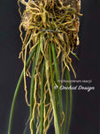 Trichocentrum (Oncidium) stacyi – Rare species, Super Large Plant