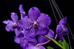 Vanda Banjong Sky Blue - Orchid Design
