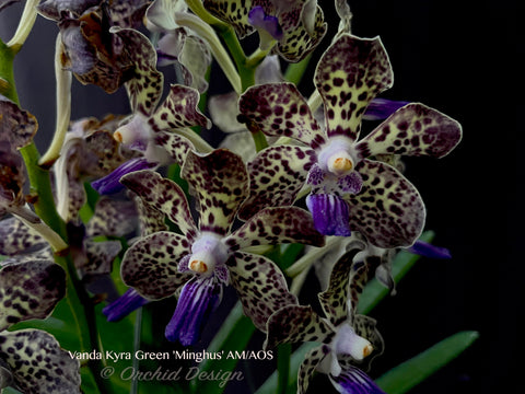 Vanda Kyra Green 'Minghus' AM/AOS – Sweet Fragrant! - Orchid Design