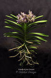 Vanda Kyra Green 'Minghus' AM/AOS – Sweet Fragrant! - Orchid Design