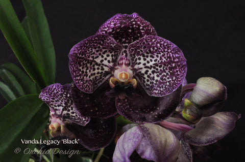 Vanda Legacy 'Black' – Nice shape! - Orchid Design
