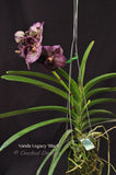 Vanda Legacy 'Black' – Nice shape! - Orchid Design