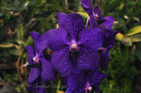 Vanda Pachara Delight 'Pachara' FCC/JOGA – Best Blue Vanda - Orchid Design