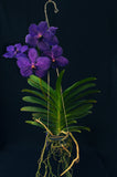 Vanda Pachara Delight 'Pachara' FCC/JOGA – Best Blue Vanda - Orchid Design