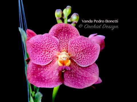 Vanda Pedro Bonetti – Orange & Red Spots