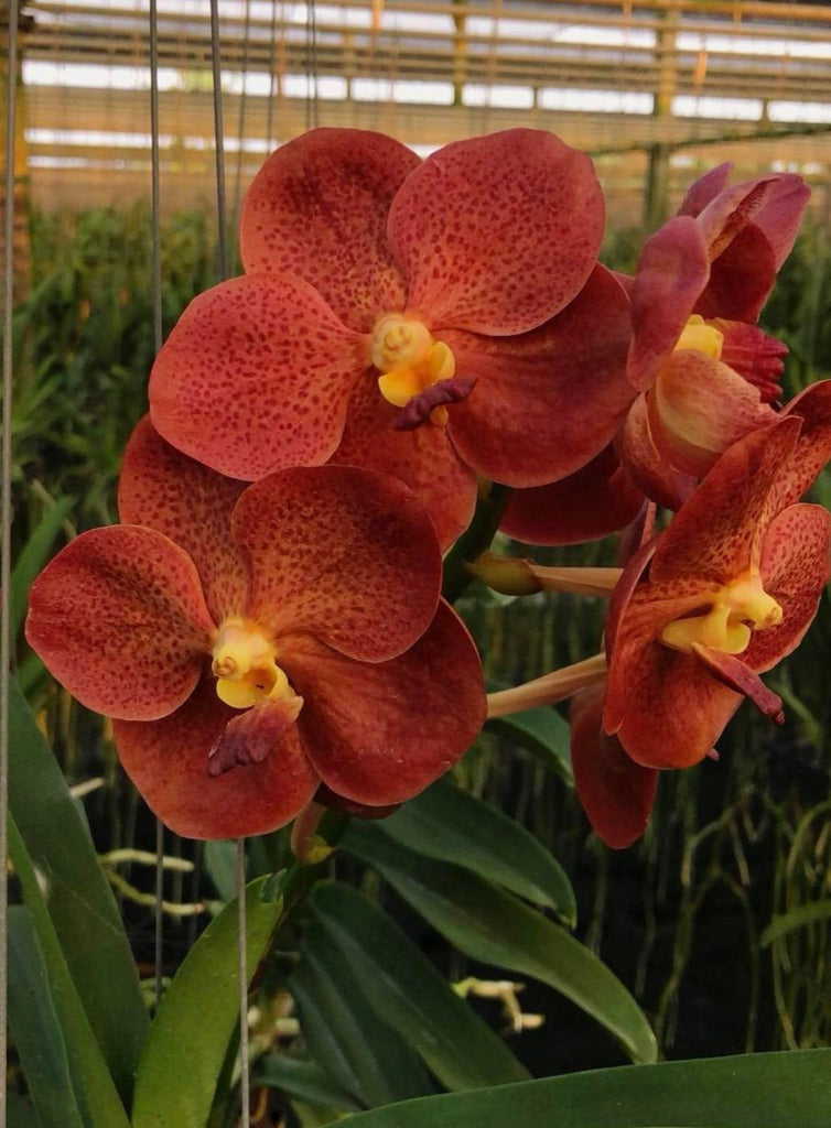 Vanda Pedro Bonetti – Orange & Red Spots – Orchid Design