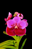 Vanda Pimchai 'Kalapana' - Orchid Design
