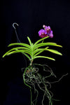 Vanda Pimchai 'Kalapana' - Orchid Design