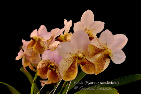 Vanda Piyarat x Vanda sanderiana – Fragrance - Orchid Design
