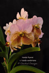 Vanda Piyarat x Vanda sanderiana – Fragrance - Orchid Design