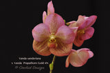 Gorgeous Vanda sanderiana x Prapathom Gold 4N - Orchid Design