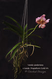 Gorgeous Vanda sanderiana x Prapathom Gold 4N - Orchid Design
