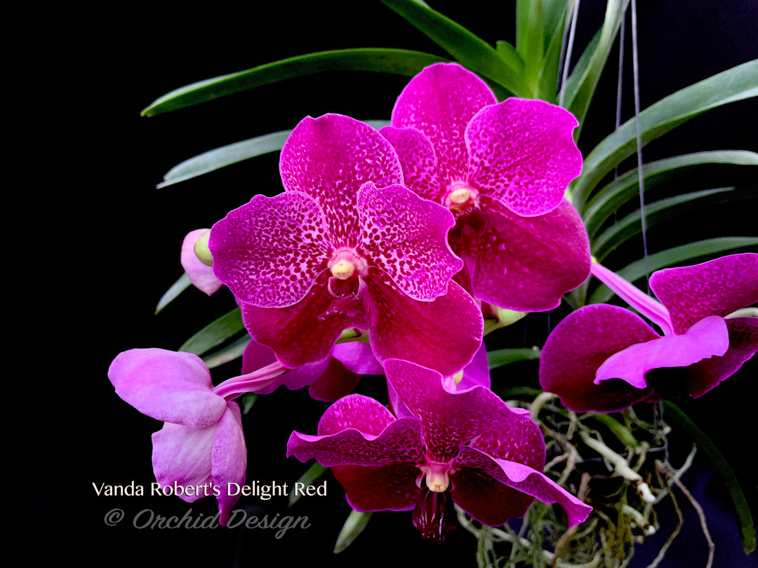 Vandas – PlantMadness