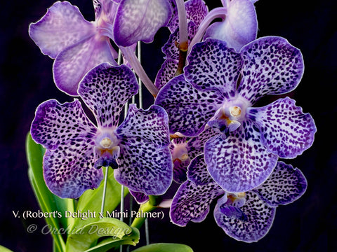 Papilionanda Omar Padron (V. Robert's Delight x Pda. Mimi Palmer) – Sweet Fragrant! - Orchid Design