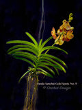 Vanda Sanchai Gold Spots 'No. 9' - Orchid Design