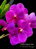 Vanda Siriporn Pink 'Sathian' - Orchid Design