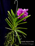 Vanda Siriporn Pink 'Sathian' - Orchid Design