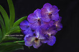 Vanda Somsri Glory 'Blue' – Non-Stop Bloomer - Orchid Design