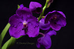 Vanda Yano Blue – Huge purple - Orchid Design