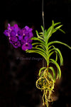 Vanda Yano Blue – Huge purple - Orchid Design