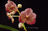 Lovely Vanda [(Ponpimol x Manuvadee) x Kultana Blue] - Orchid Design