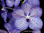 Vanda coerulea, Cool species, blooming size!