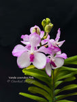 Vanda coerulea Pink, Rare species, Large Blooming Size