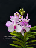 Vanda coerulea Pink, Rare species, Large Blooming Size