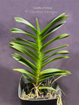 Vanda cristata – Rare Species Fragrant - Orchid Design