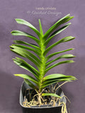 Vanda cristata – Rare Species Fragrant - Orchid Design