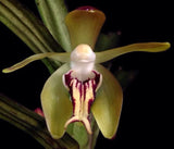 Vanda cristata – Fragrant Species - Orchid Design