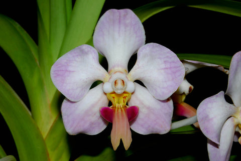 Vanda foetida – Rare Species - Orchid Design