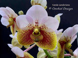 Vanda sanderiana – the Queen – Rare Species