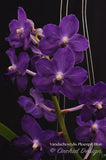 Vandachostylis Ploenpit Blue 'Royal Sapphire' - Orchid Design