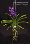 Vandachostylis Ploenpit Blue 'Royal Sapphire' - Orchid Design