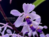 Fragrant Vanda coerulescens Blue, species, large blooming size!