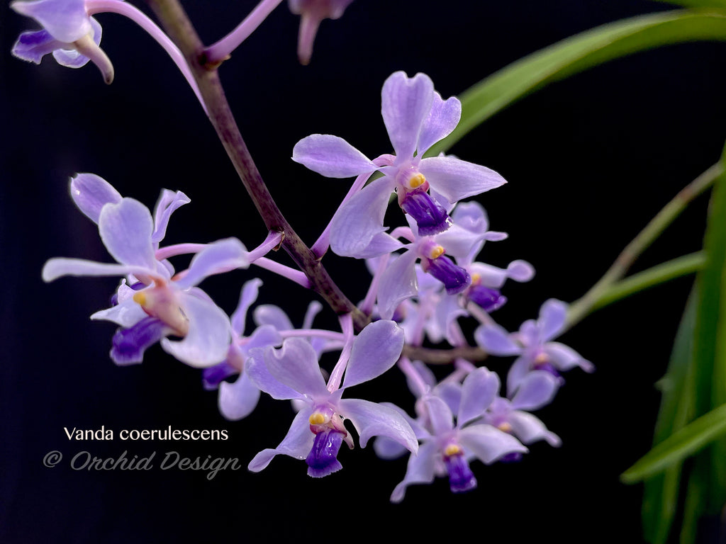 Vanda in live Spanish Moss, Vanda Tailor Blue (V. coerulea …