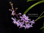 Fragrant Vanda coerulescens Blue, species, large blooming size!