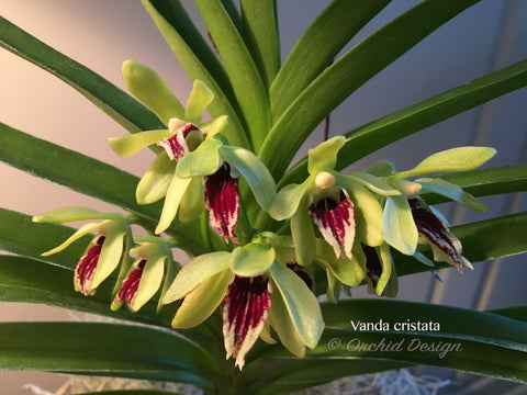 Vanda cristata – Fragrant Species - Orchid Design