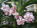 Vanda foetida – Rare Species - Orchid Design
