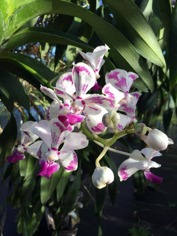 Rare species Vanda luzonica – Fragrant! - Orchid Design