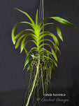 Rare species Vanda luzonica – Fragrant! - Orchid Design