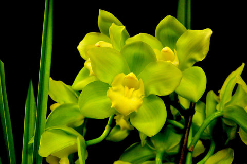 Cymbidium Kulnura Aglow 'Tall Forest' - Orchid Design